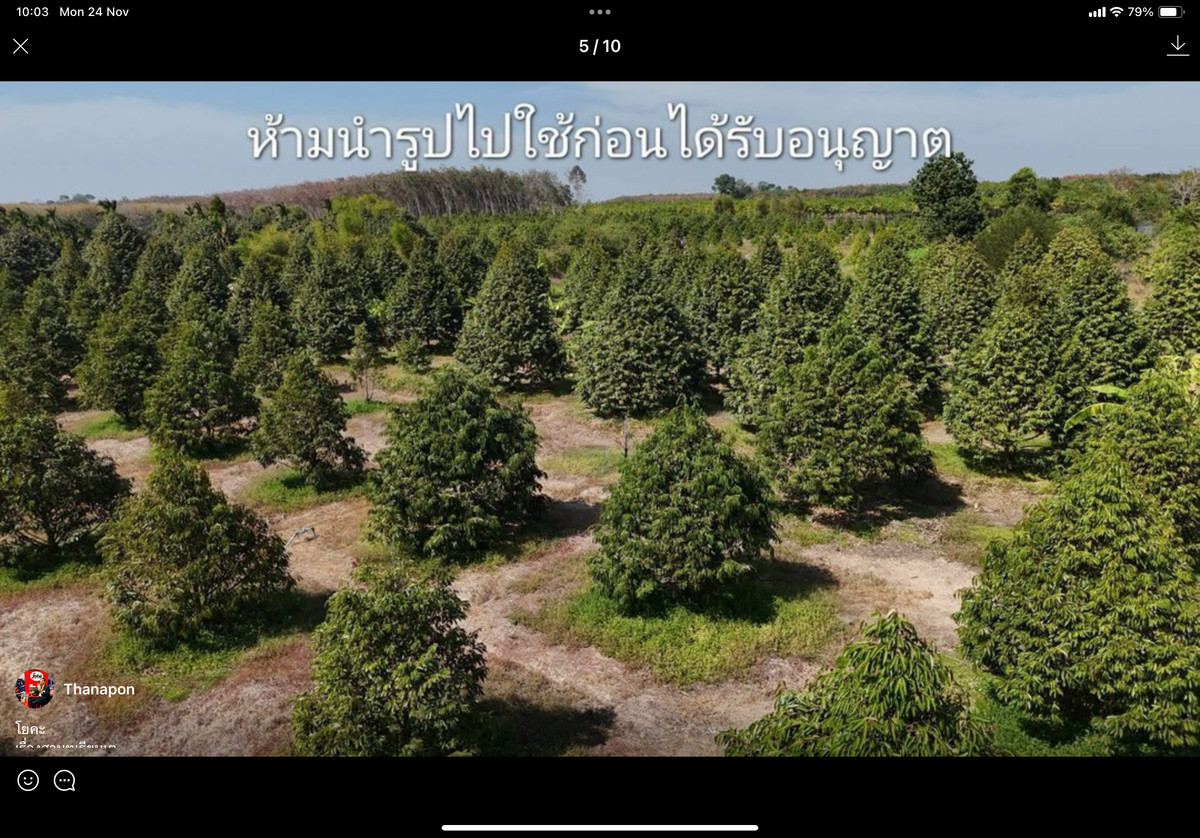 ขายสวนทุเรียน แกลง ระยอง – รูปที่ 4