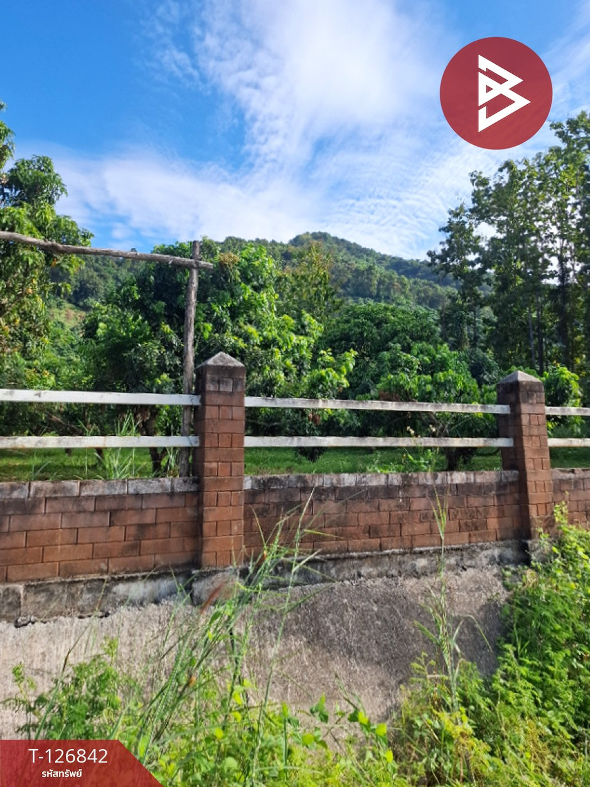 Land for sale, area 3 rai 3 ngan 65 sq m, Khun Tan, Chiang Rai. – รูปที่ 3