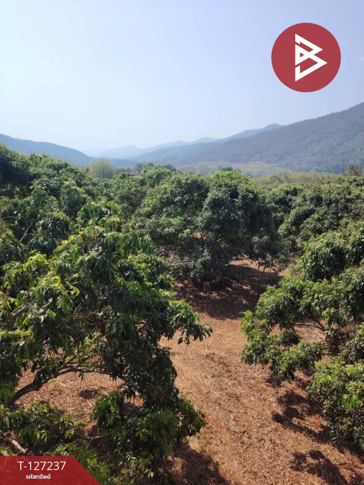 ขายที่ดิน เนื้อที่ 9 ไร่ 2 งาน 44 ตร.วา พร้าว เชียงใหม่ – รูปที่ 2