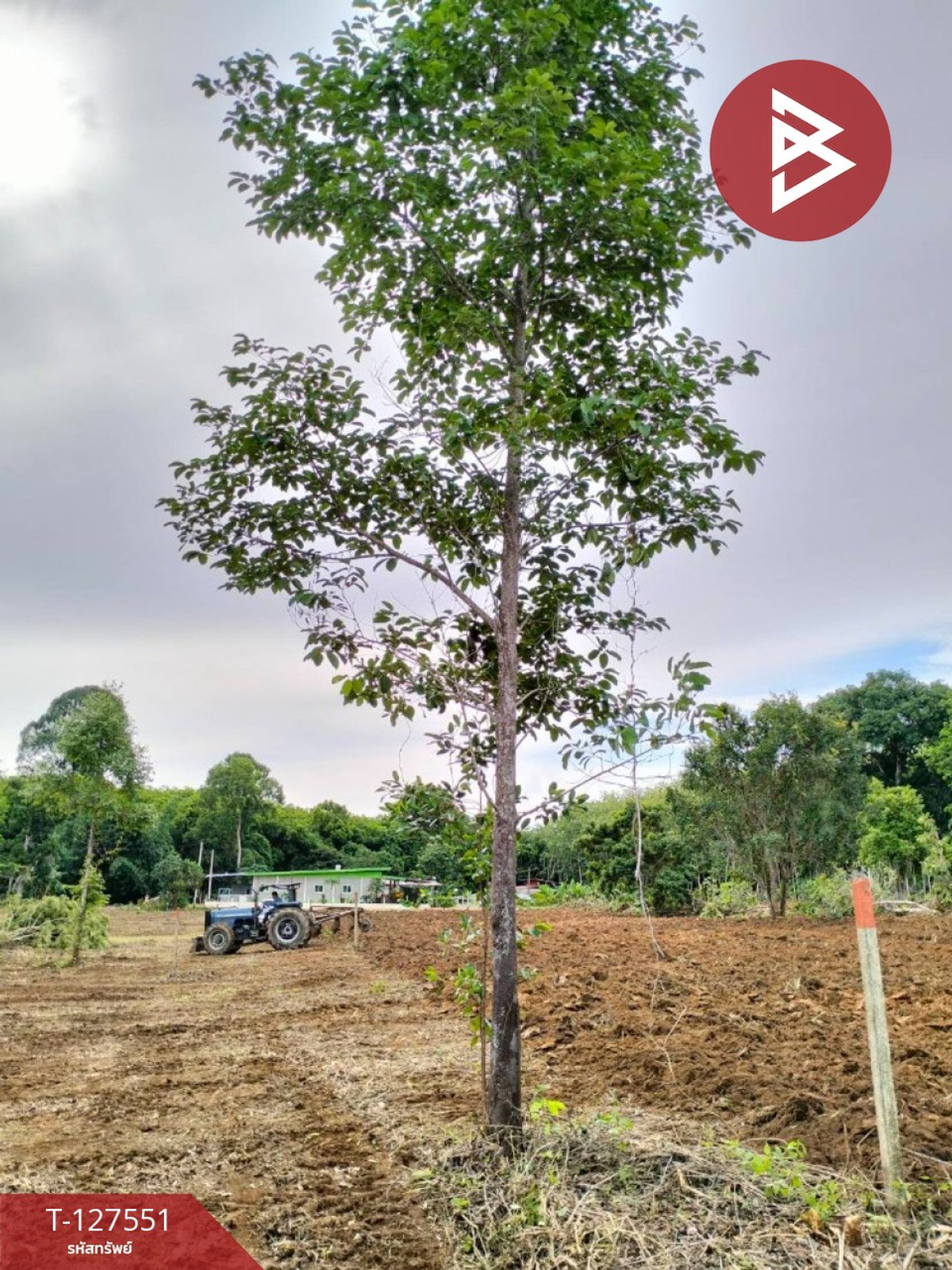 Land for sale, area 10 rai 96 sq m, Khao Saming, Trat – รูปที่ 4