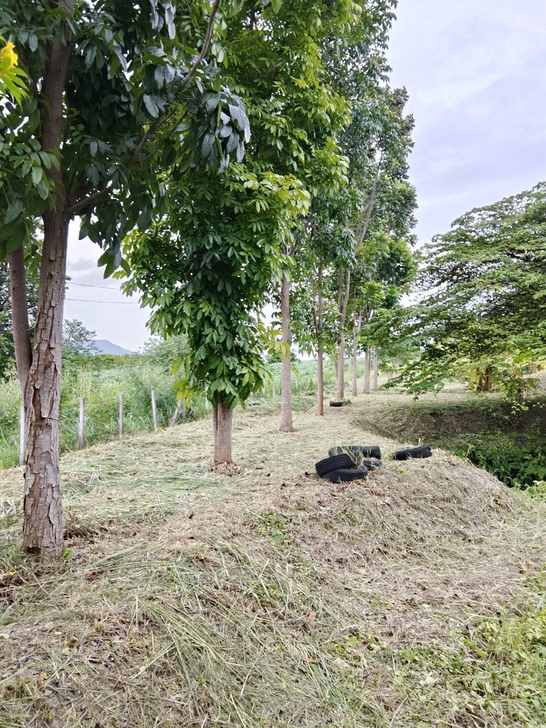 Beautiful land in Pak Chong, good location, Khao Yai Thiang view, 2 rai, very good price, only 𝟮,𝟰𝟬𝟬,𝟬𝟬𝟬 baht. Beautiful land in Pak Chong, good location, Khao Yai Thiang view, 2 rai, very good price, only 𝟮,𝟰𝟬𝟬,𝟬𝟬𝟬 baht.