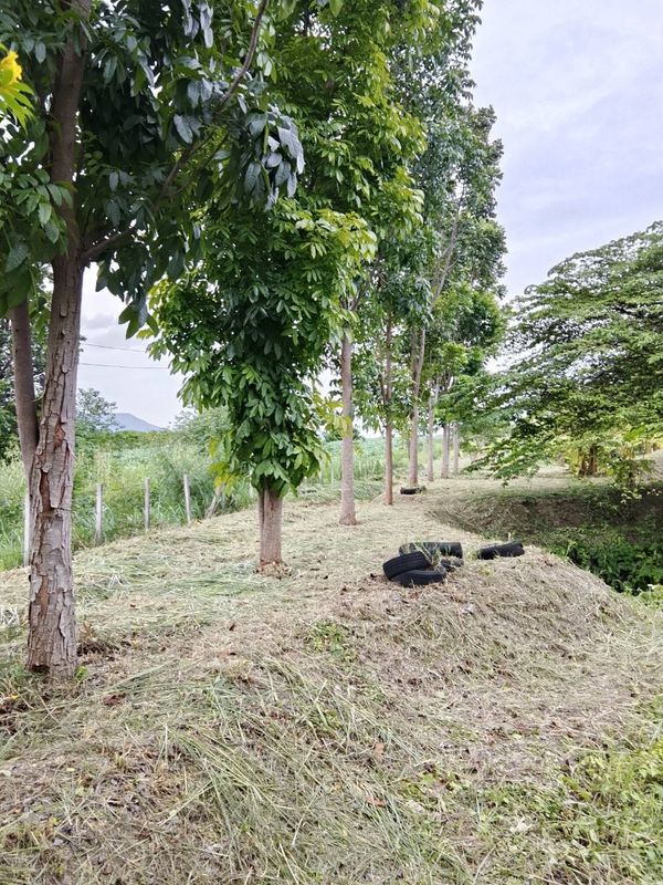 Beautiful land in Pak Chong, good location, Khao Yai Thiang view, 2 rai, very good price, only 𝟮,𝟰𝟬𝟬,𝟬𝟬𝟬 baht.