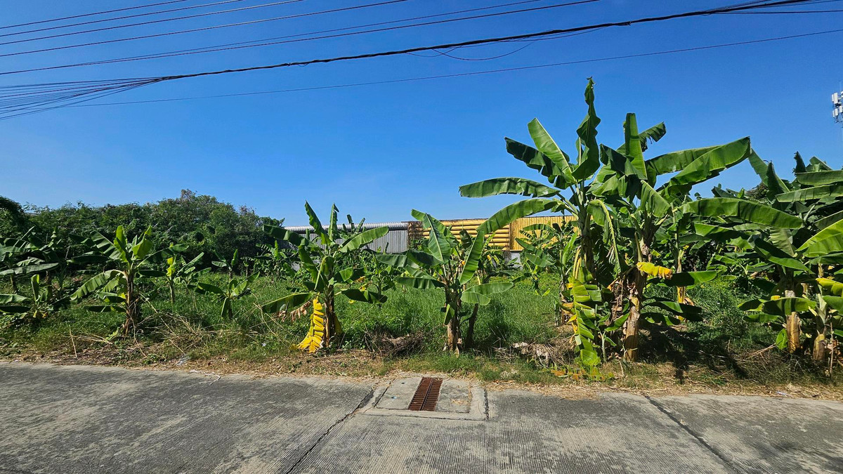 Land for sale in Soi Mo Si (Rong Wai 1), Nakhon Pathom, near Mae Marie and Joseph School. Land for sale in Soi Mo Si (Rong Wai 1), Nakhon Pathom, near Mae Marie and Joseph School.
