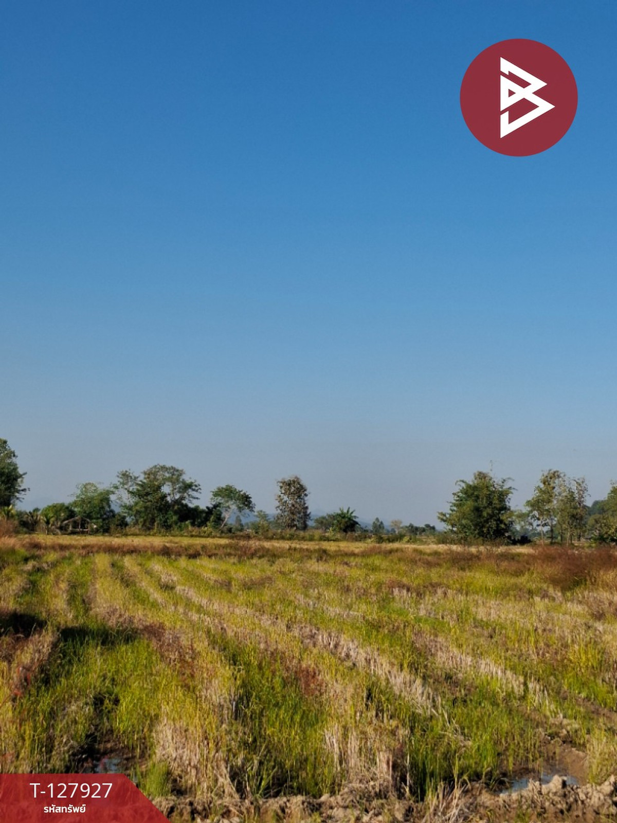 Land for sale, area 9 rai 1 ngan 73 sq m, Thoeng, Chiang Rai. Land for sale, area 9 rai 1 ngan 73 sq m, Thoeng, Chiang Rai.