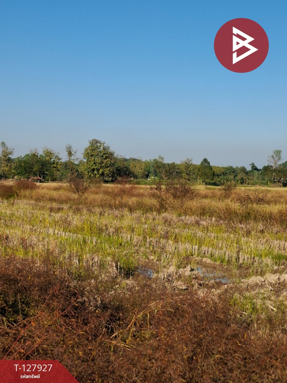 Land for sale, area 9 rai 1 ngan 73 sq m, Thoeng, Chiang Rai. – รูปที่ 3