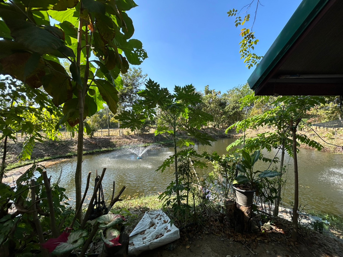 รายได้มั่นคง ไร่องุ่นและบ่อตกปลาใจกลางชุมชน ฟาร์ม ช.วีรศุ ( C.Veerasu Farm ) ขาย สวนเกษตรอินทรีย์ เหมาะทำ ฟาร์มสเตย์, ฟาร์มท่องเที่ยว หรือพัฒนาต่อยอดเชิงเกษตรครบวงจร ต. นาเริก พนัสนิคม ชลบุรี – รูปที่ 4