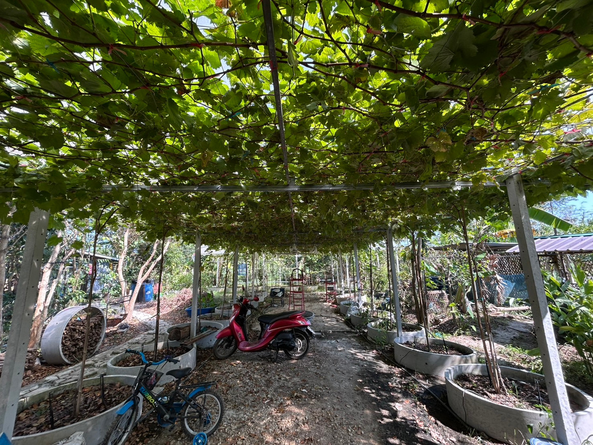 รายได้มั่นคง ไร่องุ่นและบ่อตกปลาใจกลางชุมชน ฟาร์ม ช.วีรศุ ( C.Veerasu Farm ) ขาย สวนเกษตรอินทรีย์ เหมาะทำ ฟาร์มสเตย์, ฟาร์มท่องเที่ยว หรือพัฒนาต่อยอดเชิงเกษตรครบวงจร ต. นาเริก พนัสนิคม ชลบุรี – รูปที่ 2