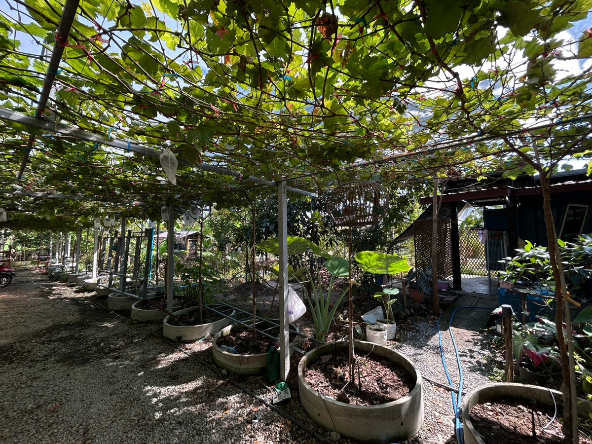 รายได้มั่นคง ไร่องุ่นและบ่อตกปลาใจกลางชุมชน ฟาร์ม ช.วีรศุ ( C.Veerasu Farm ) ขาย สวนเกษตรอินทรีย์ เหมาะทำ ฟาร์มสเตย์, ฟาร์มท่องเที่ยว หรือพัฒนาต่อยอดเชิงเกษตรครบวงจร ต. นาเริก พนัสนิคม ชลบุรี – รูปที่ 3