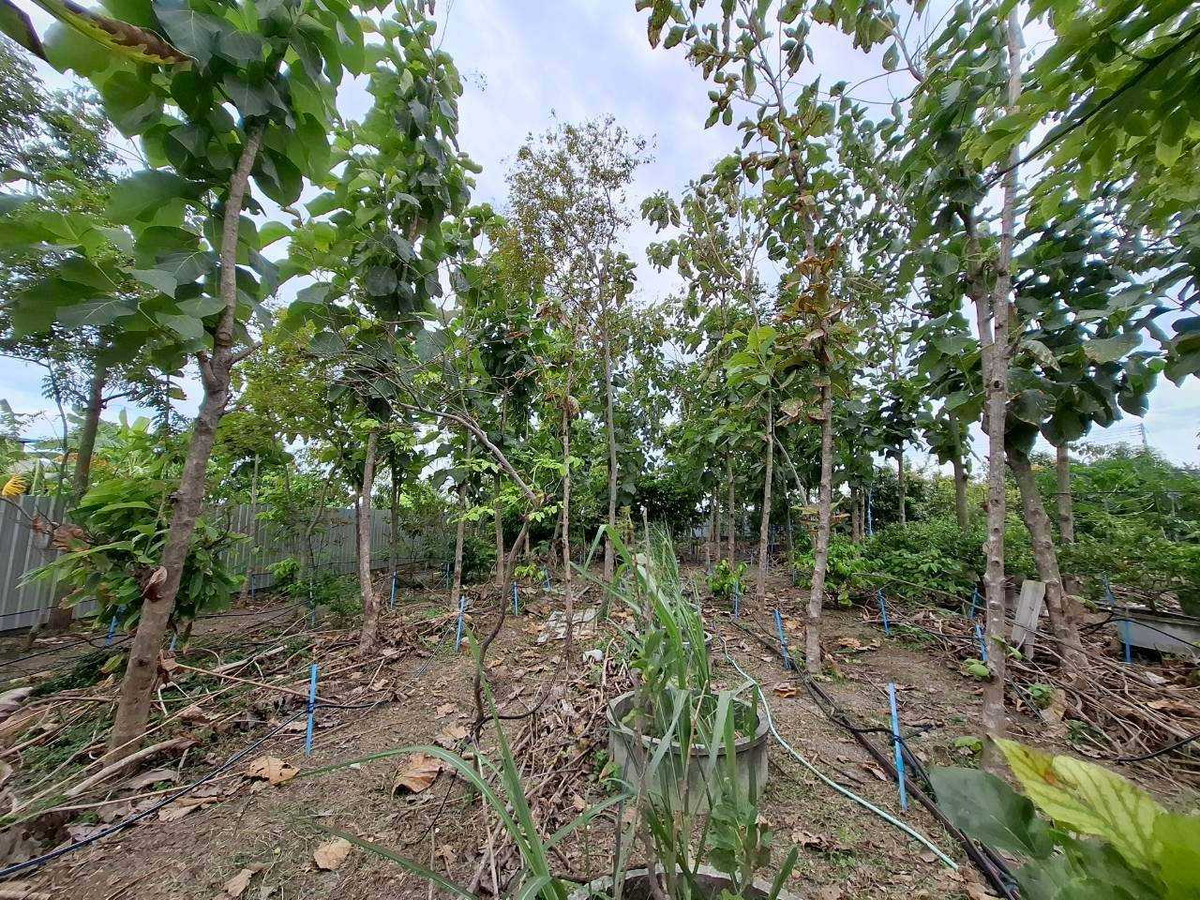 Land for Sale with Economic Tree Plantation, 1 Rai 2 Ngan, Chachoengsao Province – รูปที่ 4