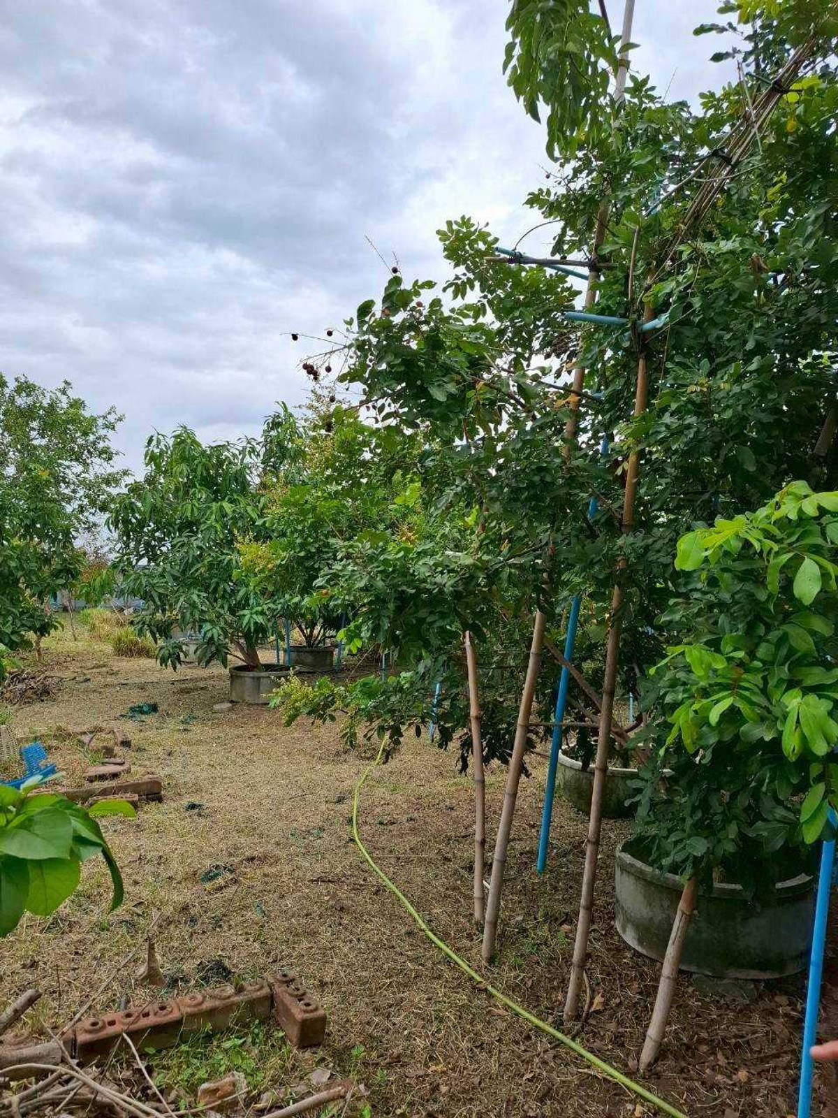 Land for Sale with Economic Tree Plantation, 1 Rai 2 Ngan, Chachoengsao Province – รูปที่ 3