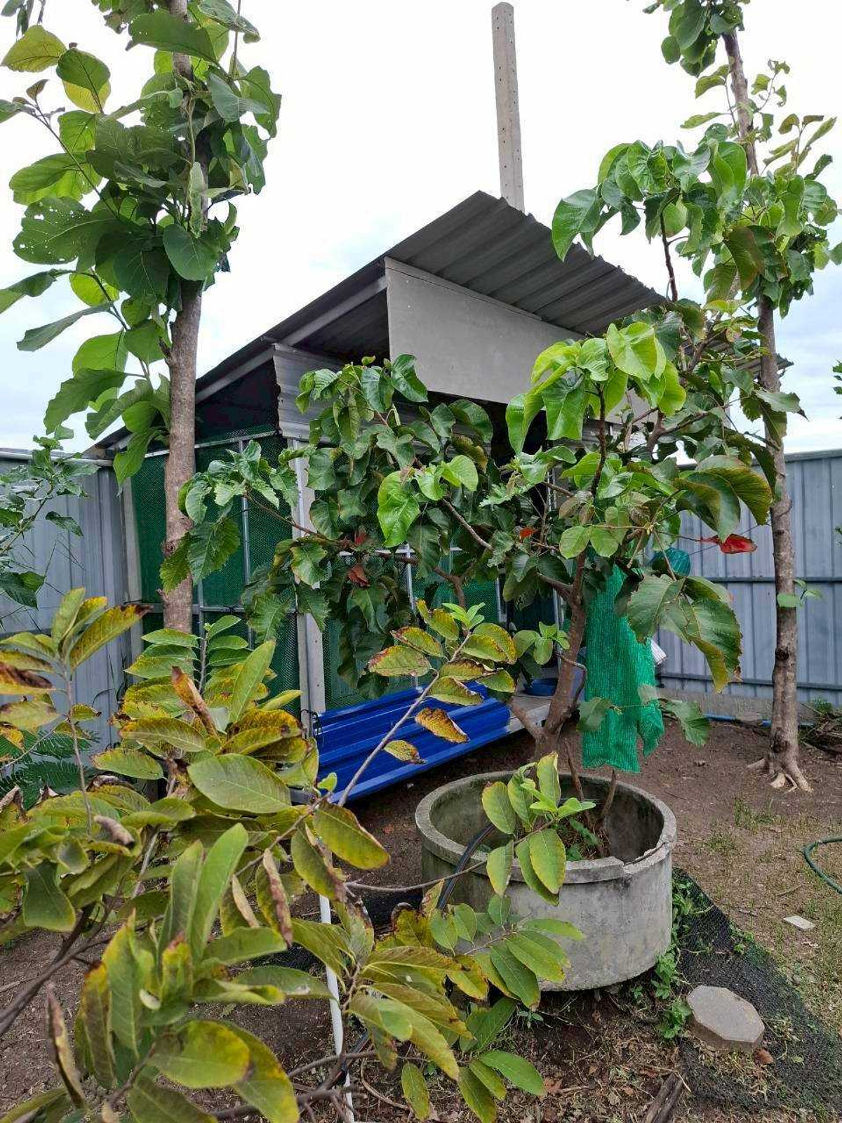Land for Sale with Economic Tree Plantation, 1 Rai 2 Ngan, Chachoengsao Province – รูปที่ 2