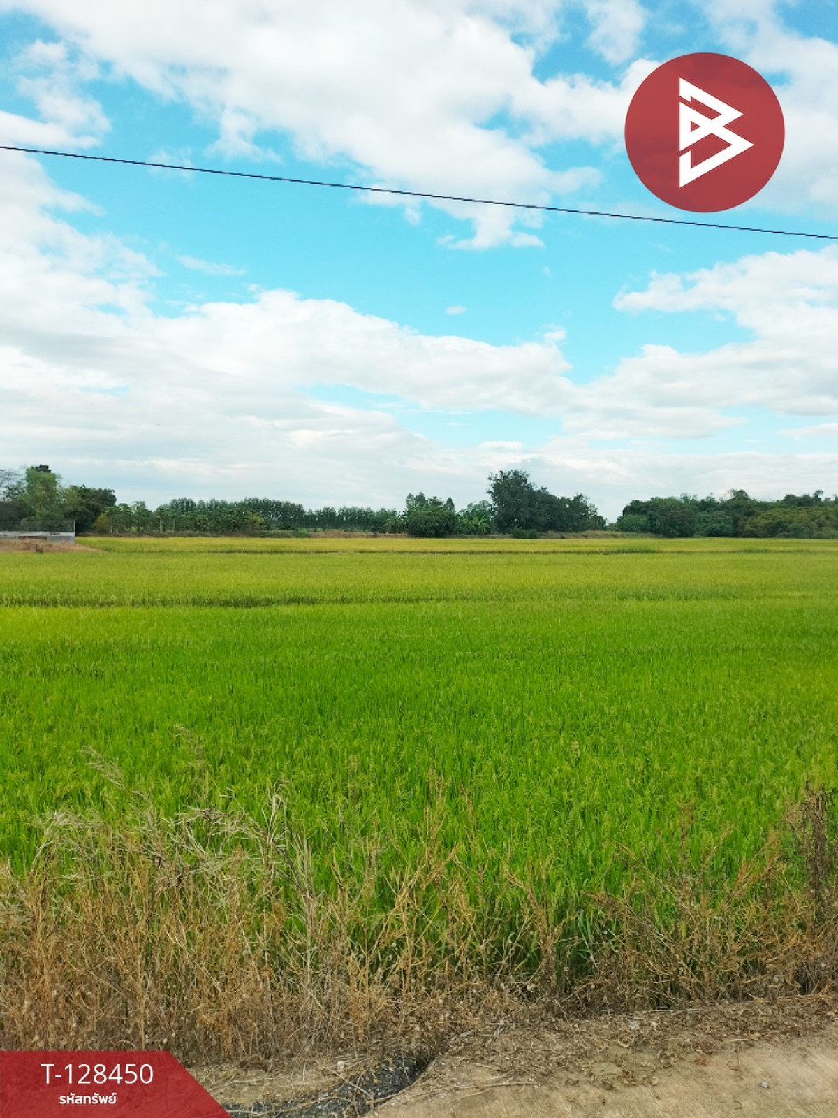 ขายที่ดิน เนื้อที่ 21 ไร่ 2 ตร.วา บึงสามพัน เพชรบูรณ์ ขายที่ดิน เนื้อที่ 21 ไร่ 2 ตร.วา บึงสามพัน เพชรบูรณ์