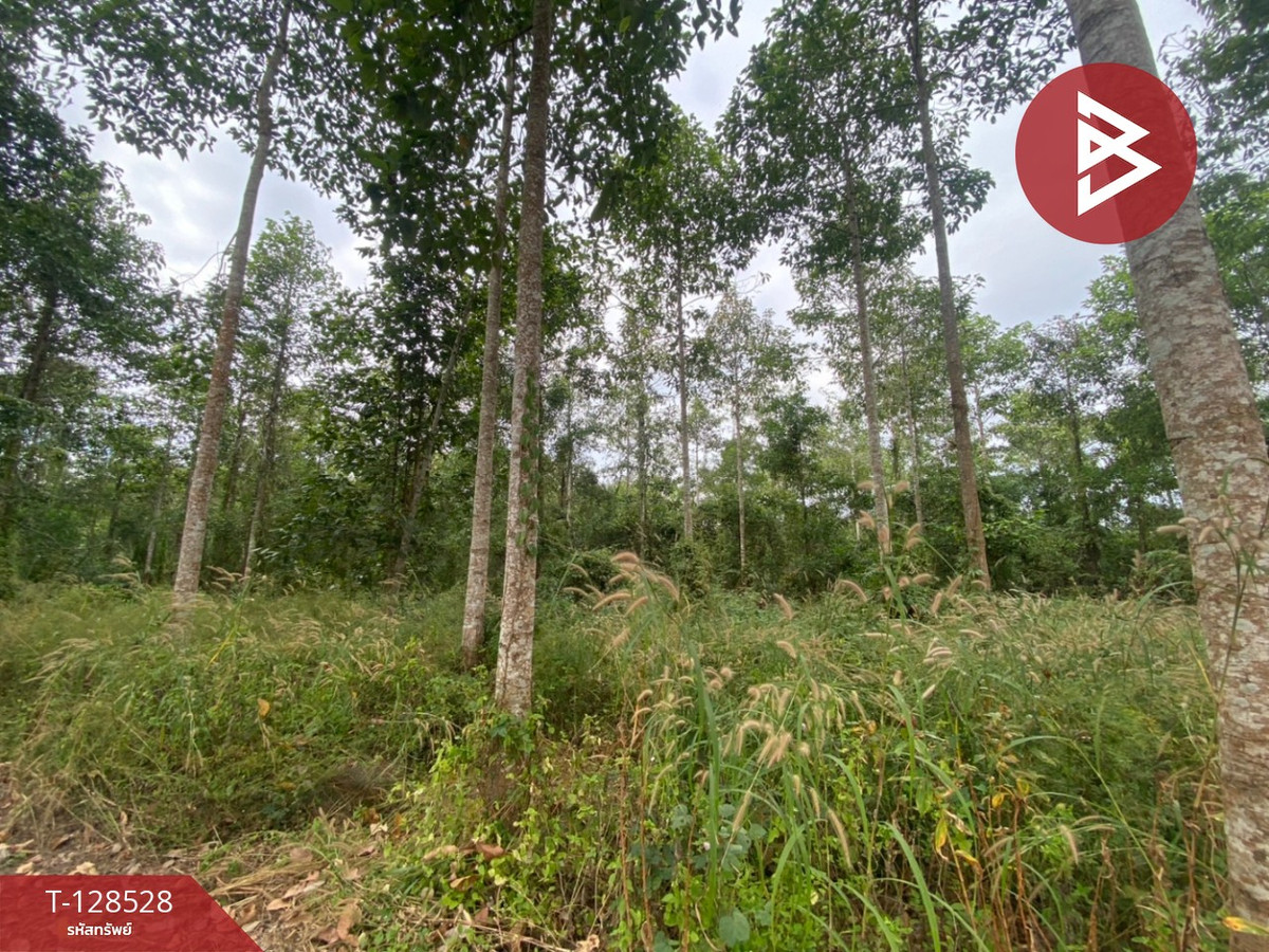 ขายที่ดินสวนยาง เนื้อที่ 11 ไร่ 3 งาน 54 ตร.วา แกลง ระยอง – รูปที่ 3