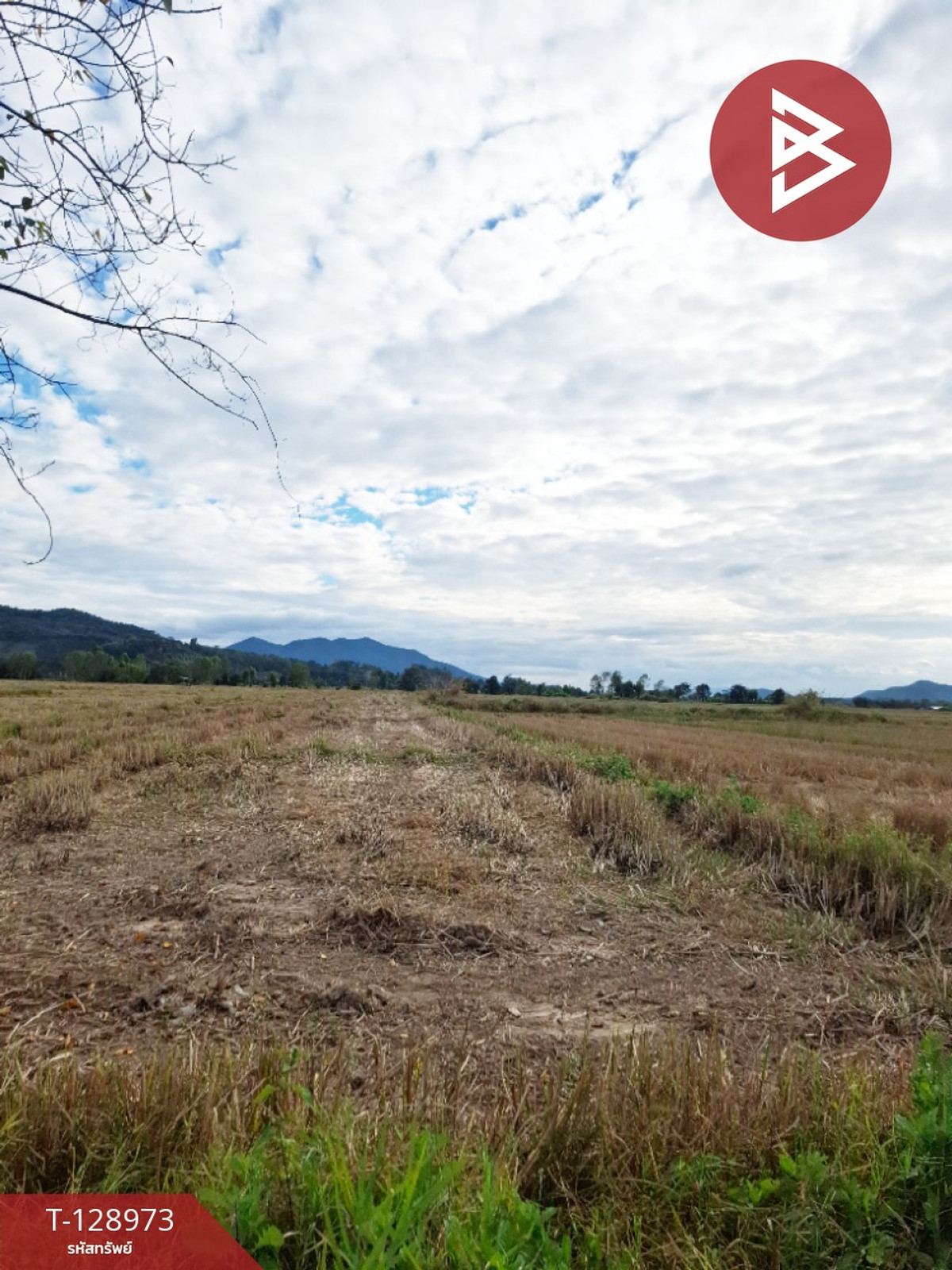 ขายที่ดิน เนื้อที่ 4 ไร่ 77.3 ตร.วา เทิง เชียงราย ขายที่ดิน เนื้อที่ 4 ไร่ 77.3 ตร.วา เทิง เชียงราย