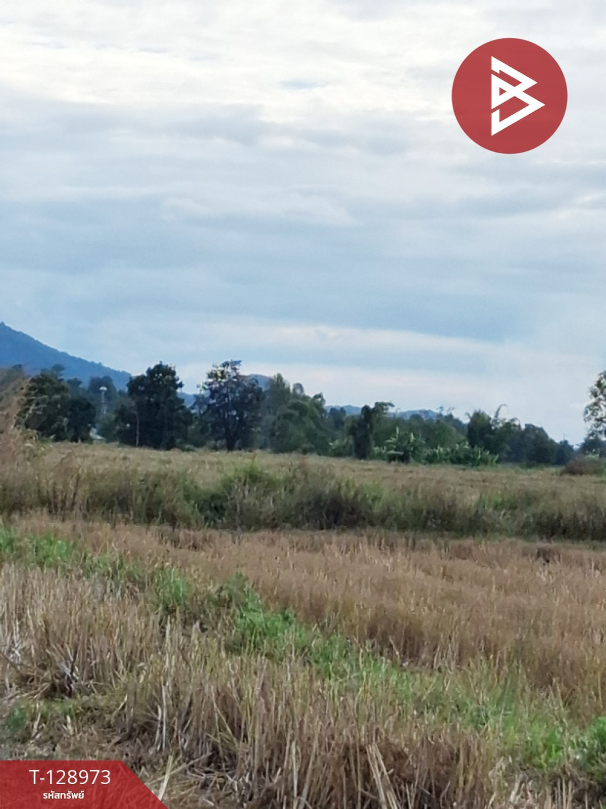 Land for sale, area 4 rai 77.3 sq m, Thoeng, Chiang Rai. – รูปที่ 4