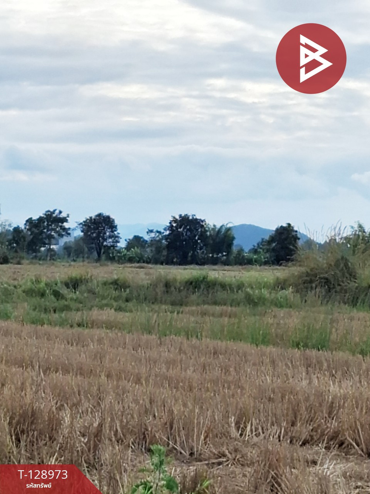 Land for sale, area 4 rai 77.3 sq m, Thoeng, Chiang Rai. – รูปที่ 3