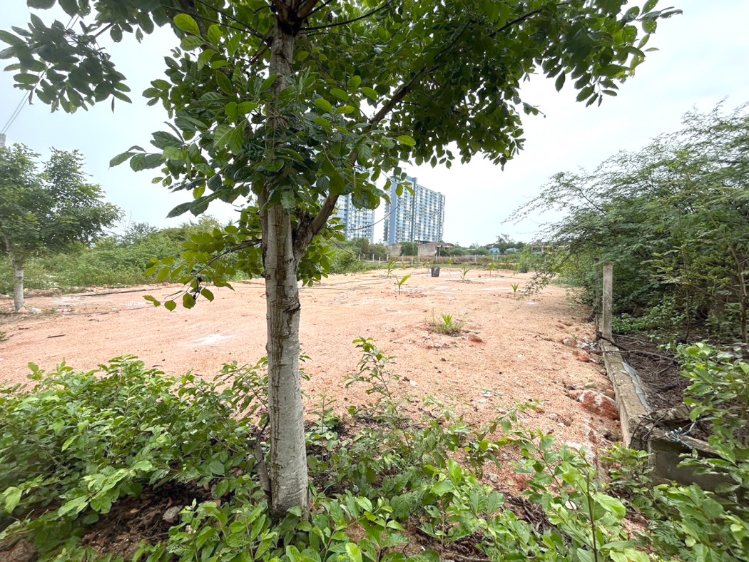 ขาย ที่ดิน ใกล้ชายหาดชะอำ เพชรบุรี 128 ตรว  ใกล้ชายหาด แค่ 600 เมตร – รูปที่ 4