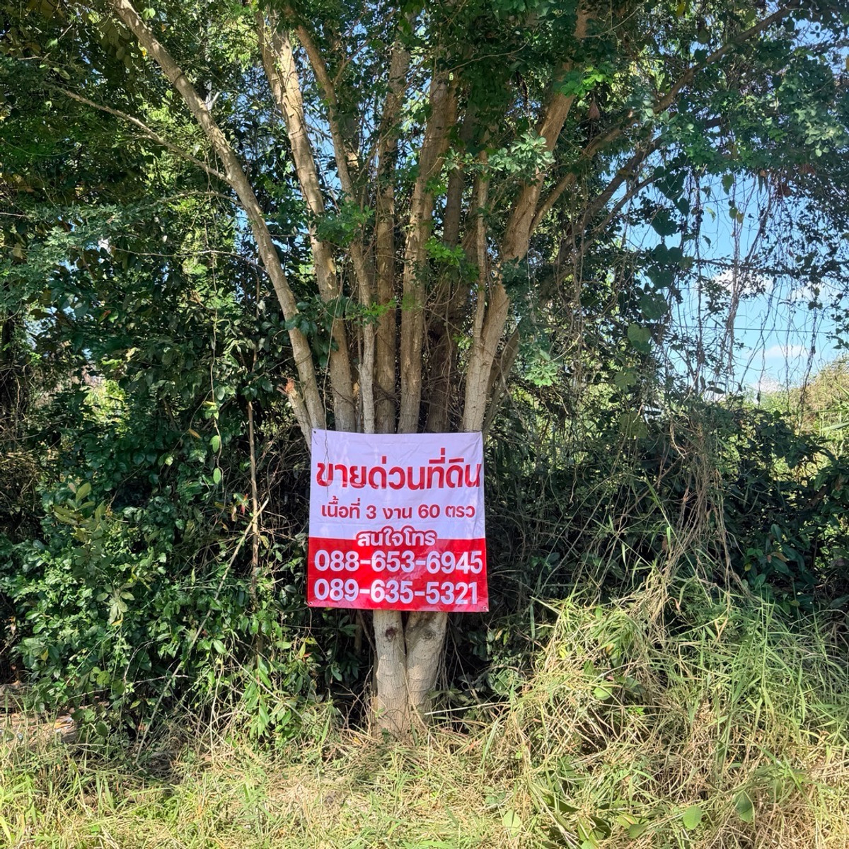 ขายที่ดินเชียงใหม่3งาน60ตรว แถวมหาลัยแม่โจ้ ขายที่ดินเชียงใหม่3งาน60ตรว แถวมหาลัยแม่โจ้