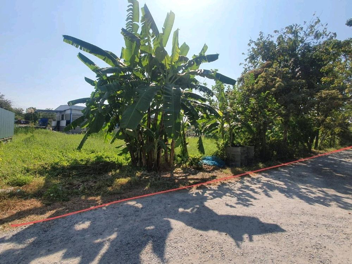 ขายที่ดิน ซอยวัดลาดปลาดุก 146 ตร.วา เหมาะปลูกบ้าน หรือสร้างออฟฟิต  – รูปที่ 2