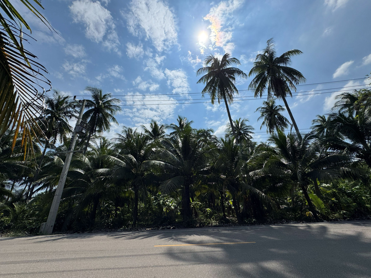 สวนมะพร้าว บางคณฑี สมุทรสงคราม – รูปที่ 3