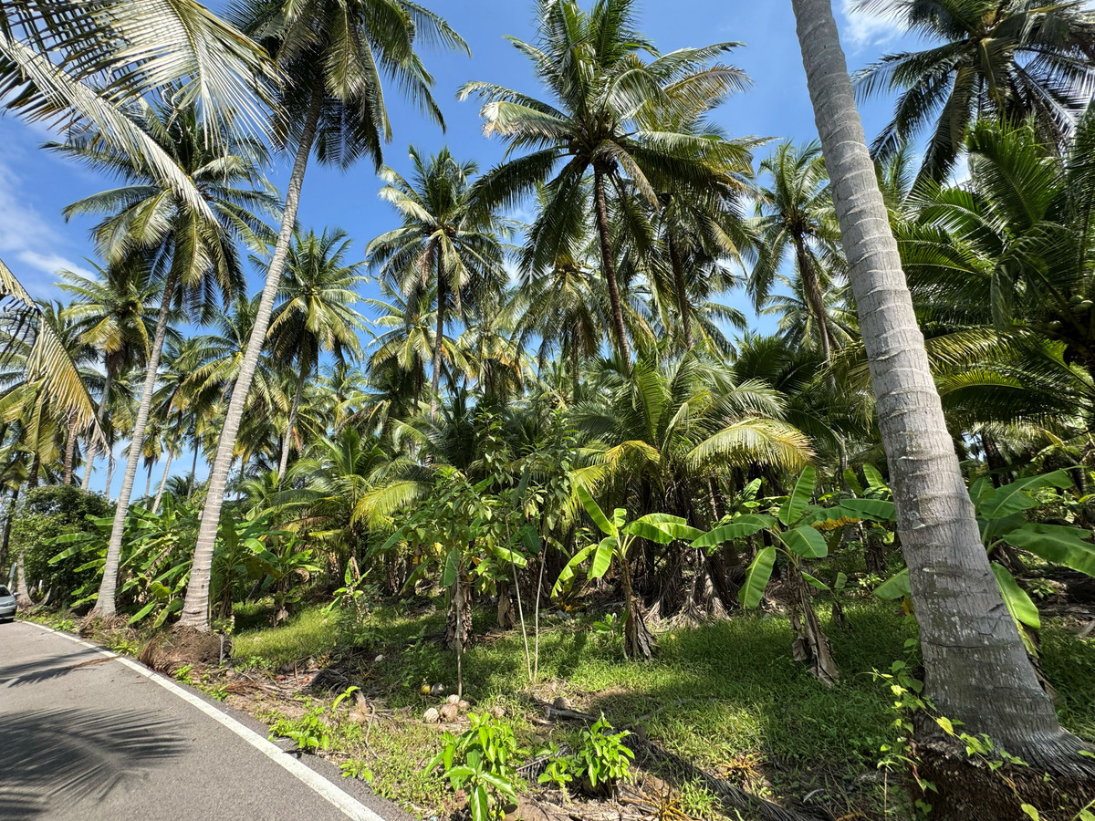 สวนมะพร้าว บางคณฑี สมุทรสงคราม – รูปที่ 4
