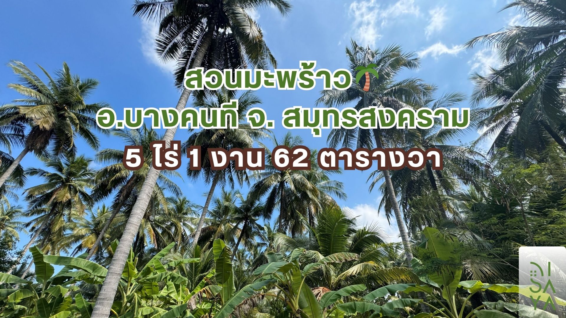 สวนมะพร้าว บางคณฑี สมุทรสงคราม สวนมะพร้าว บางคณฑี สมุทรสงคราม