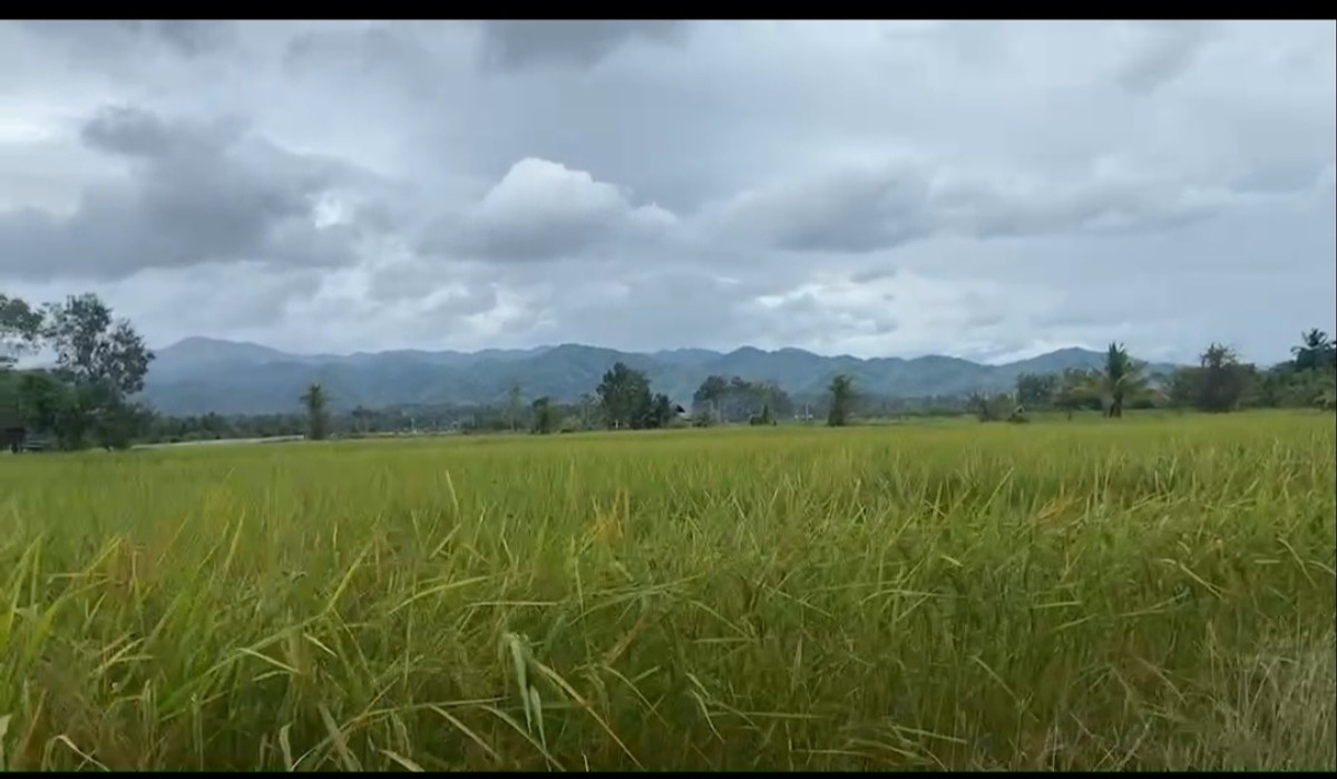 ขายด่วนลดราคา ขายที่ดิน3ไร่ทางไปพระธาตุช่อแฮ  แพร่ ติดถนนใหญ่100เมตร – รูปที่ 3