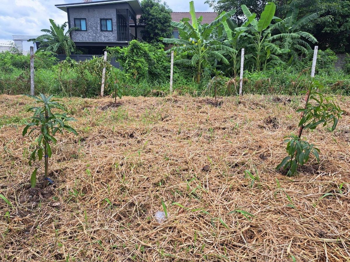 🌿ขายที่ดินแปลงสวย ทำเลนวมินทร์ ซอย 163 ขนาดที่ดิน 101 ตร.ว. ราคาเพียง 45,000/ตร.ว. – รูปที่ 2