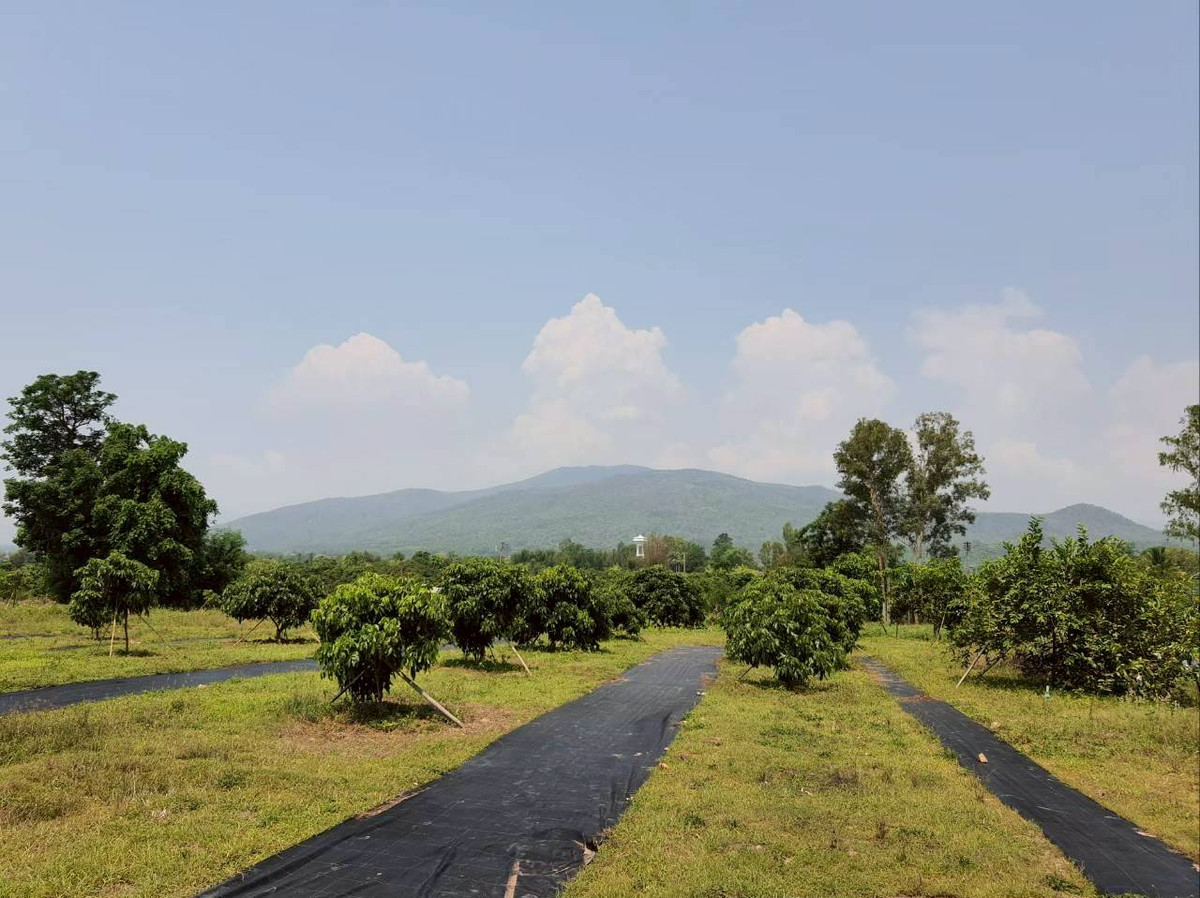 Urgent sale! Longan orchard land, beautiful view, Ban Hong District, Lamphun Province.