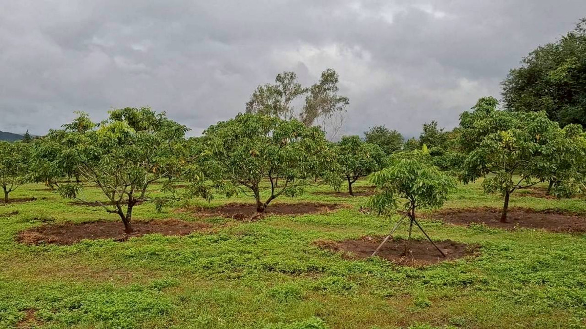 Urgent sale! Longan orchard land, beautiful view, Ban Hong District, Lamphun Province. – รูปที่ 3