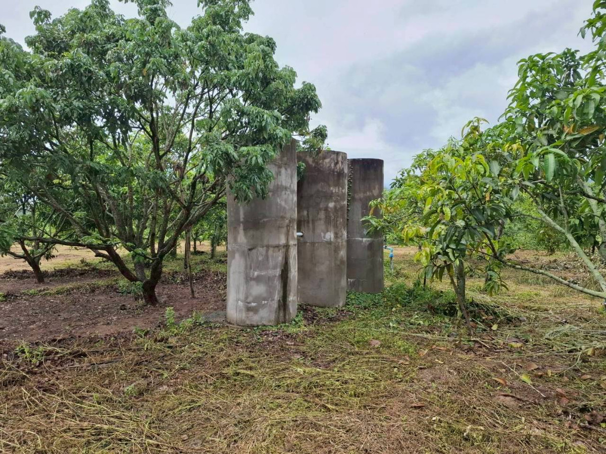 Urgent sale! Longan orchard land, beautiful view, Ban Hong District, Lamphun Province. – รูปที่ 4