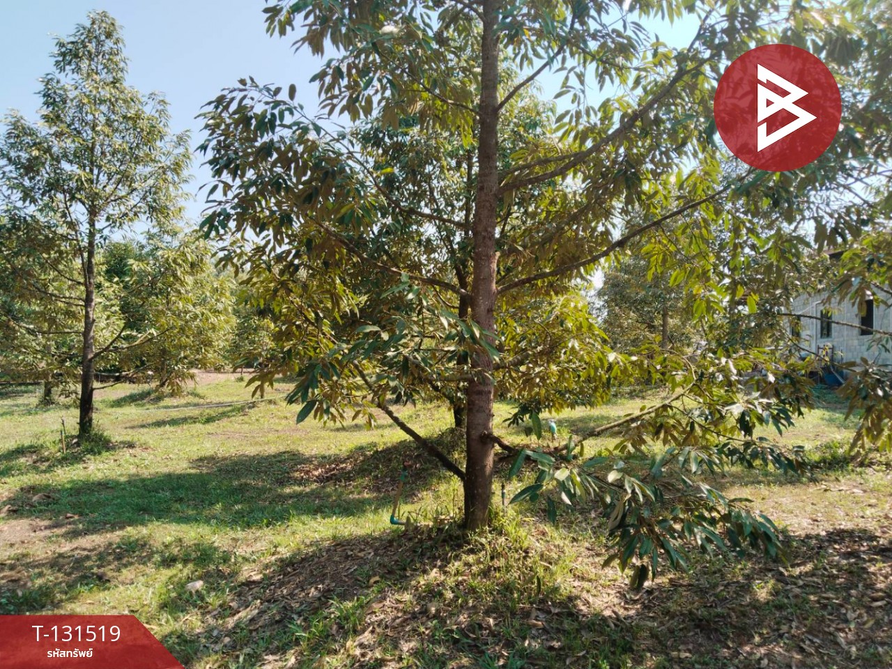 Land for sale, area 2 rai 2 ngan 75 sq m, Tha Mai, Chanthaburi. – รูปที่ 2