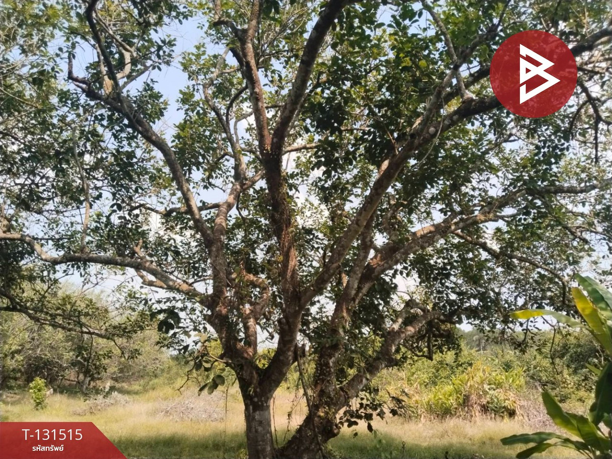 Land for sale, area 3 rai 2 ngan 1 sq m, Tha Mai, Chanthaburi. – รูปที่ 4