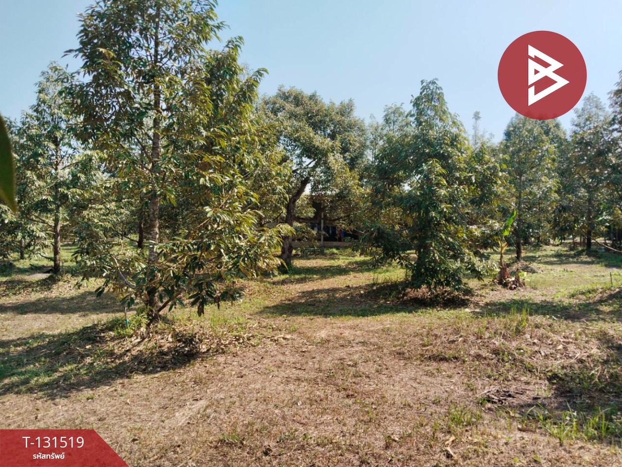 Land for sale, area 2 rai 2 ngan 75 sq m, Tha Mai, Chanthaburi. – รูปที่ 3