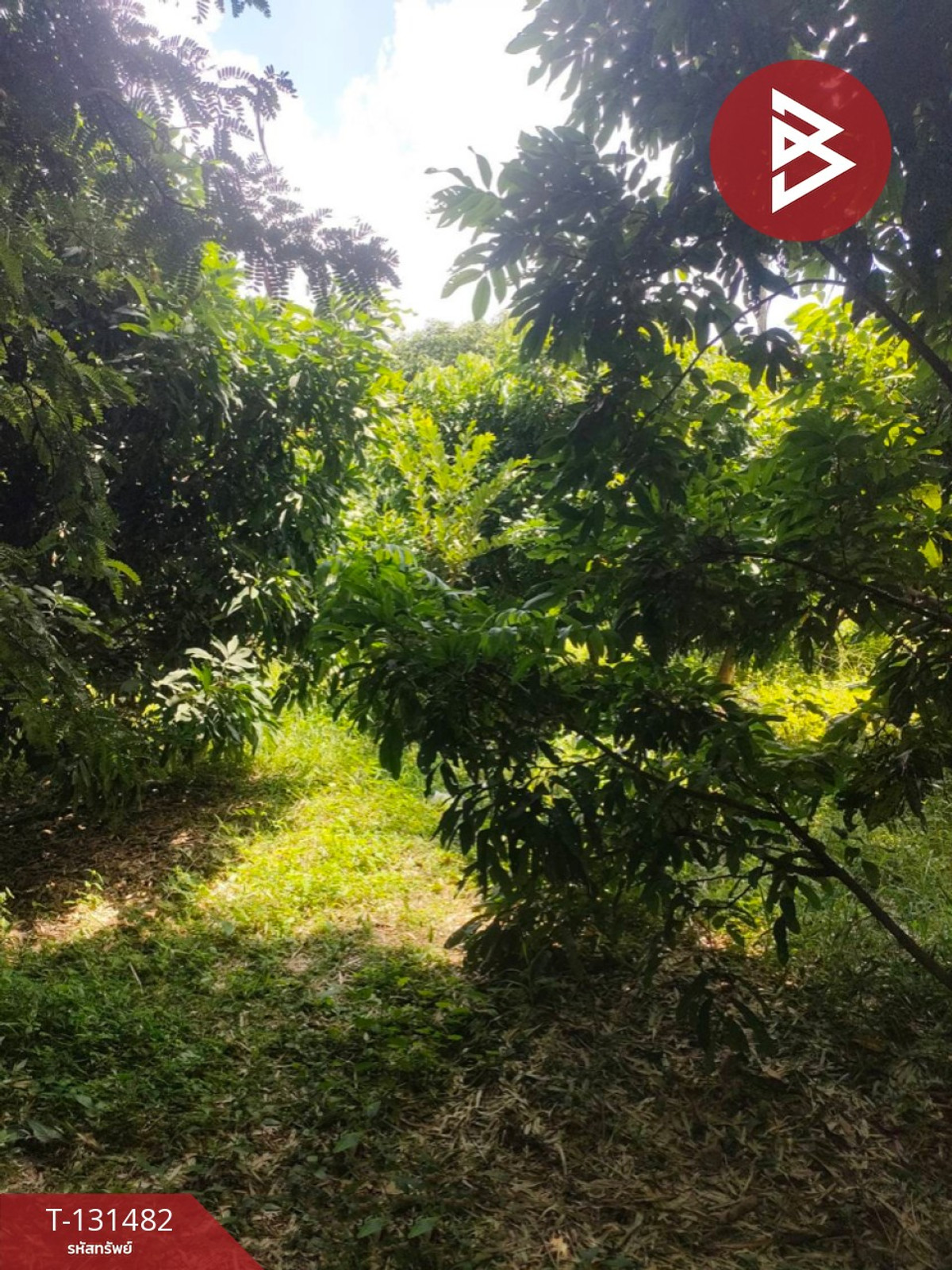 Land for sale, area 3 rai 2 ngan 93.3 square wa, Sikhio District, Nakhon Ratchasima. – รูปที่ 2