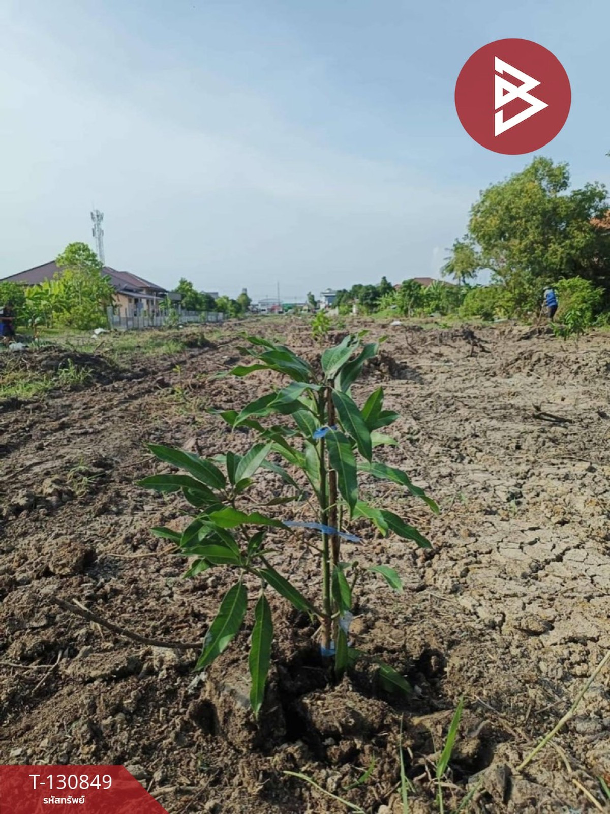  ขายที่ดินพร้อมสวน เนื้อที่ 6 ไร่ 1 งาน 62 ตร.วา หนองจอก กรุงเทพมหานคร – รูปที่ 4