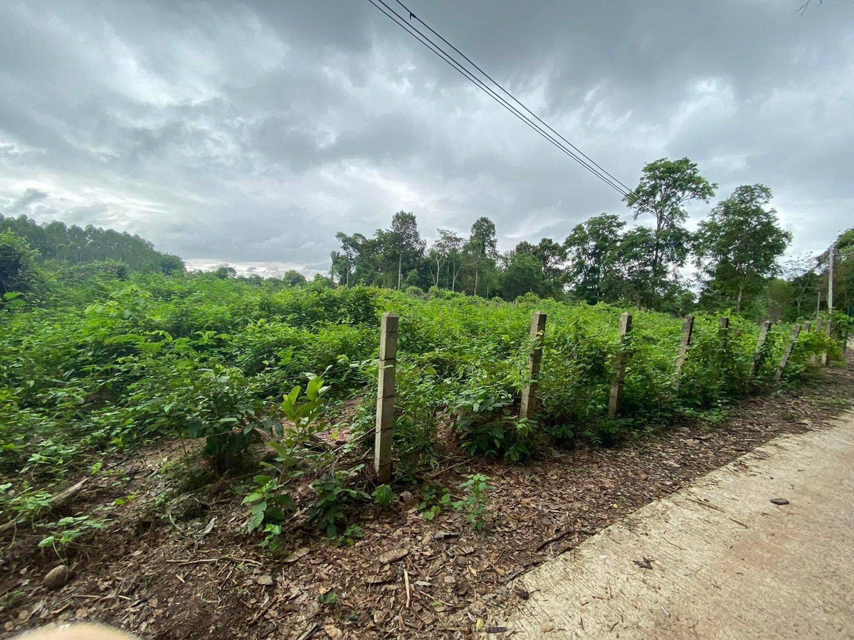 ขาย ที่ดิน 13 ไร่ โฉนดครุฑแดง ใกล้ ถนนหลัก นางรอง-ละหานทราย  – รูปที่ 3