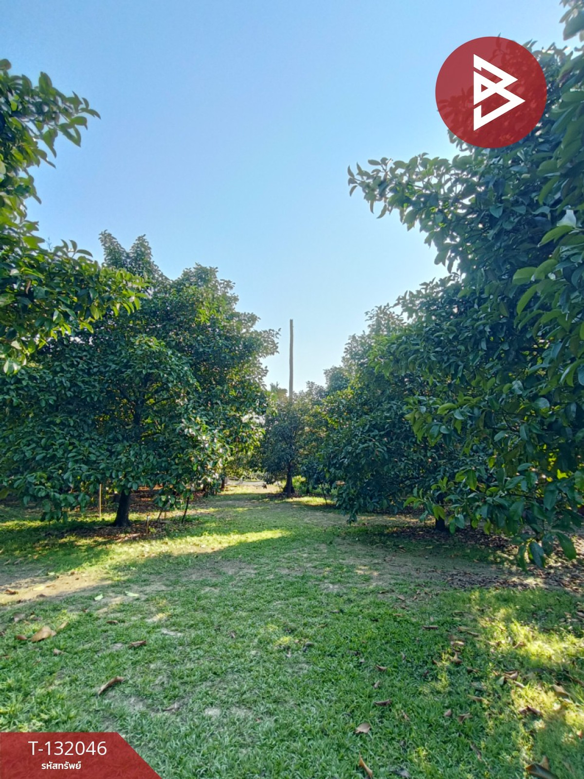 Land for sale with fruit orchard, area 1 rai 3 ngan 21 square wah, Phlapphla, Chanthaburi. – รูปที่ 4