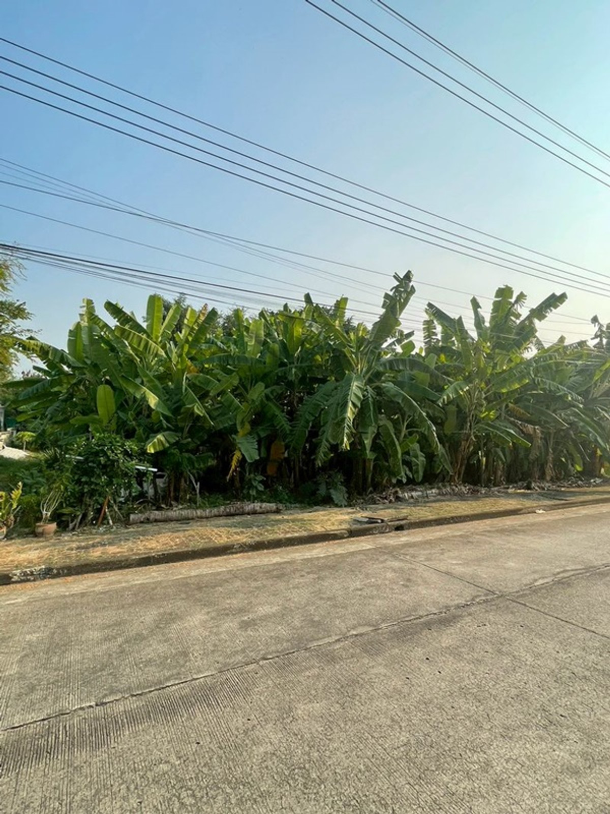 ขาย ที่ดินเปล่า คลองสามวา ถ.ประชาร่วมใจ ขาย ที่ดินเปล่า คลองสามวา ถ.ประชาร่วมใจ