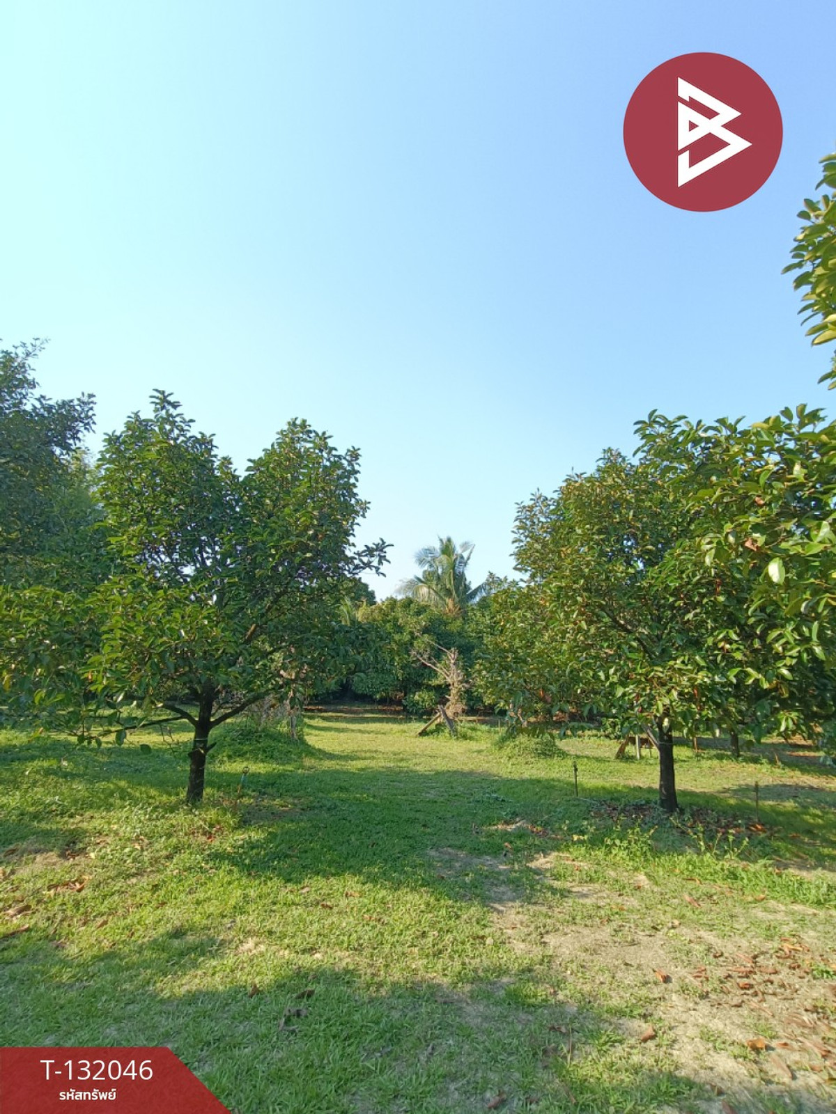 Land for sale with fruit orchard, area 1 rai 3 ngan 21 square wah, Phlapphla, Chanthaburi. – รูปที่ 3