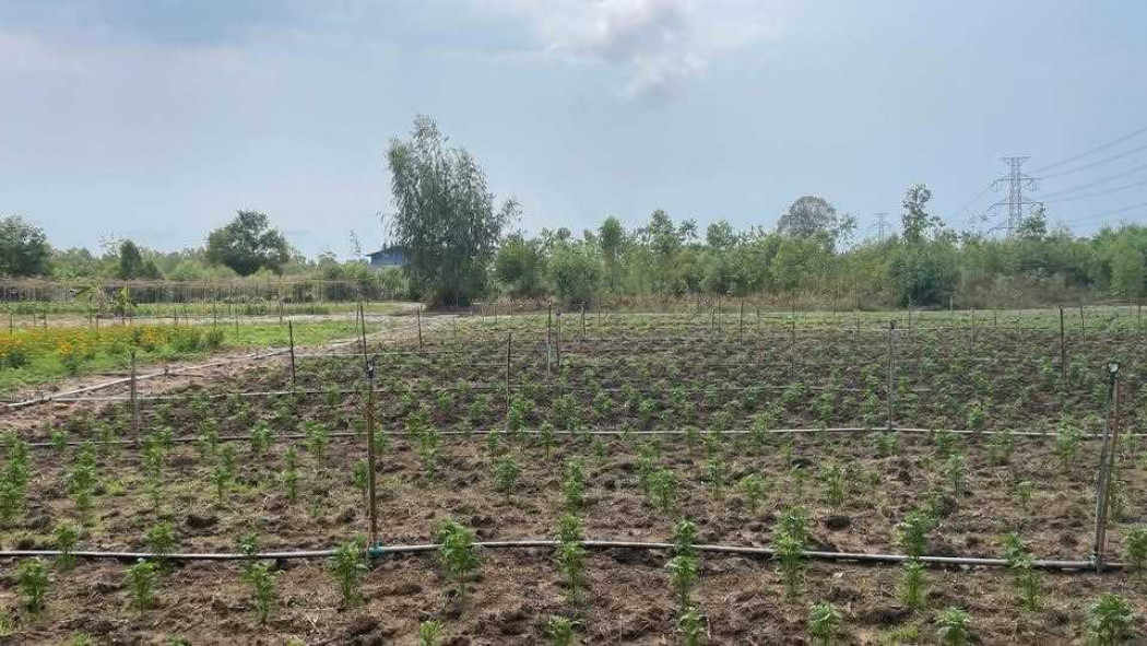Industrial land for sale, 38 rai 3 ngan 79 square wah, near U-Tapao Airport. – รูปที่ 2