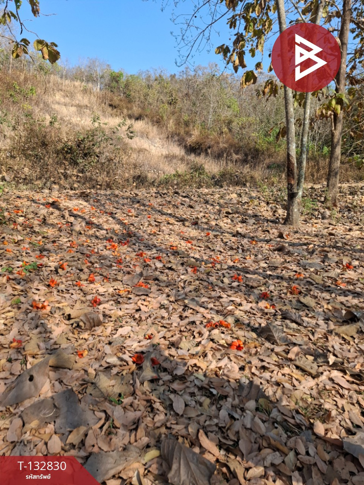 Land for sale, area 7 rai 3 ngan 91 sq m, Thoeng, Chiang Rai. – รูปที่ 3
