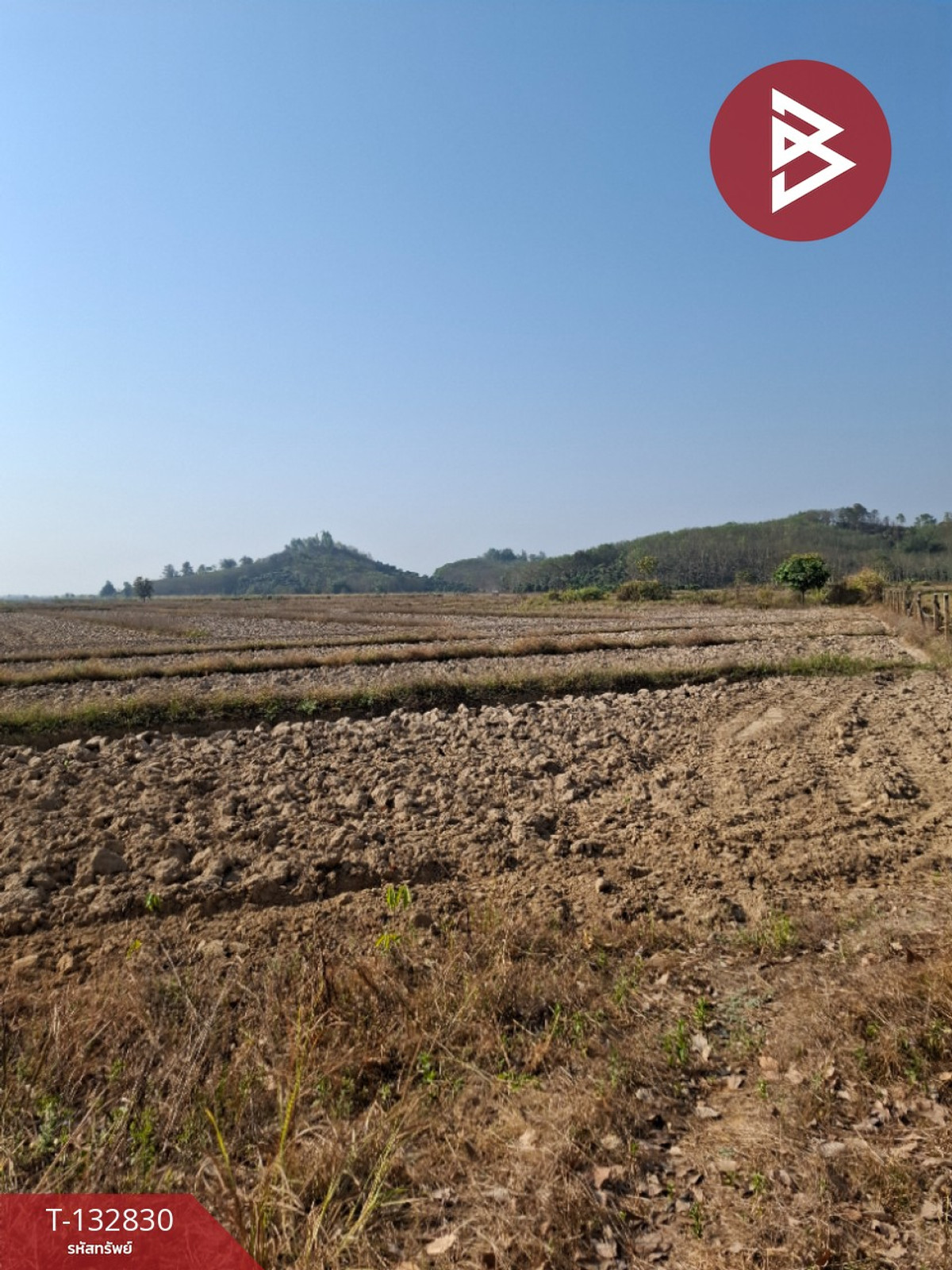 ขายที่ดิน เนื้อที่ 7 ไร่ 3 งาน 91 ตร.วา เทิง เชียงราย ขายที่ดิน เนื้อที่ 7 ไร่ 3 งาน 91 ตร.วา เทิง เชียงราย