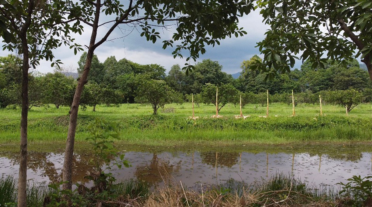 🌳 ที่ดินแปลงสวยวิวเขาใหญ่ 85 ไร่ ต.หินตั้ง นครนายก ⛰️ ขายต่ำกว่าราคาประเมิน โฉนดครุฑแดง