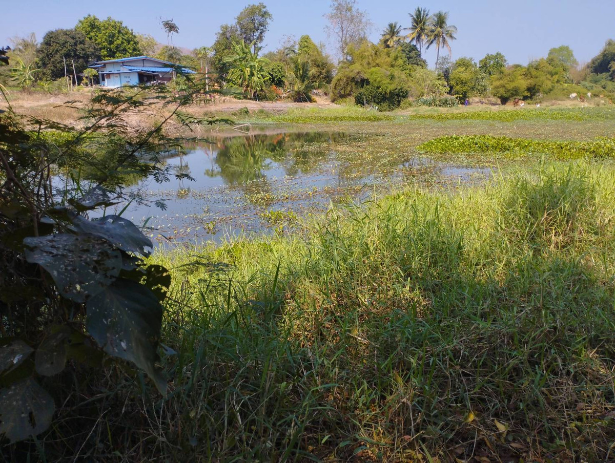 Land for sale along the Suphanburi River, originally thin, beautiful, filled in and fenced in, 1 rai, 1 ngan, 57 sq m. – รูปที่ 2