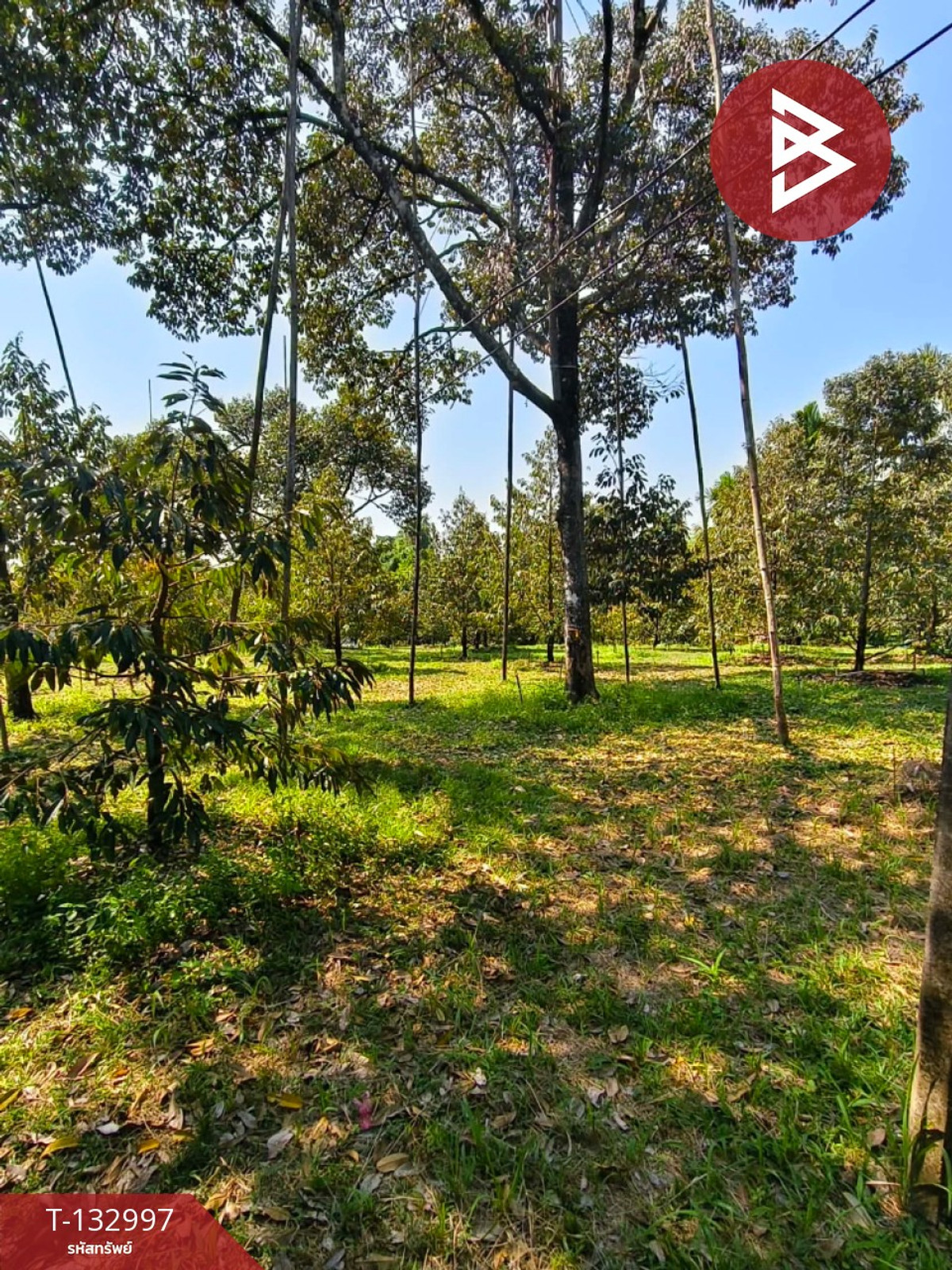 ขายที่ดิน เนื้อที่ 6 ไร่ 3 งาน 31 ตร.วา เขาคิชฌกูฏ จันทบุรี – รูปที่ 3
