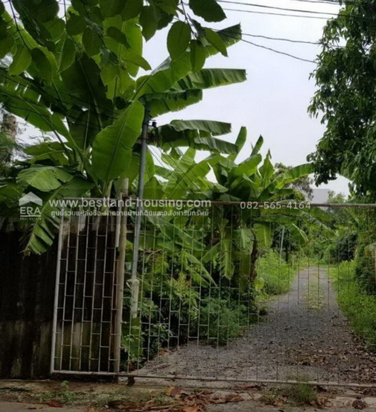 Empty land for sale, 391.9 square wah, land is in a green area (pork stomach), Bang Kachao - Phra Pradaeng, near Bang Nam Phueng Floating Market. and Sri Nakhon Khuean Khan Park – รูปที่ 2