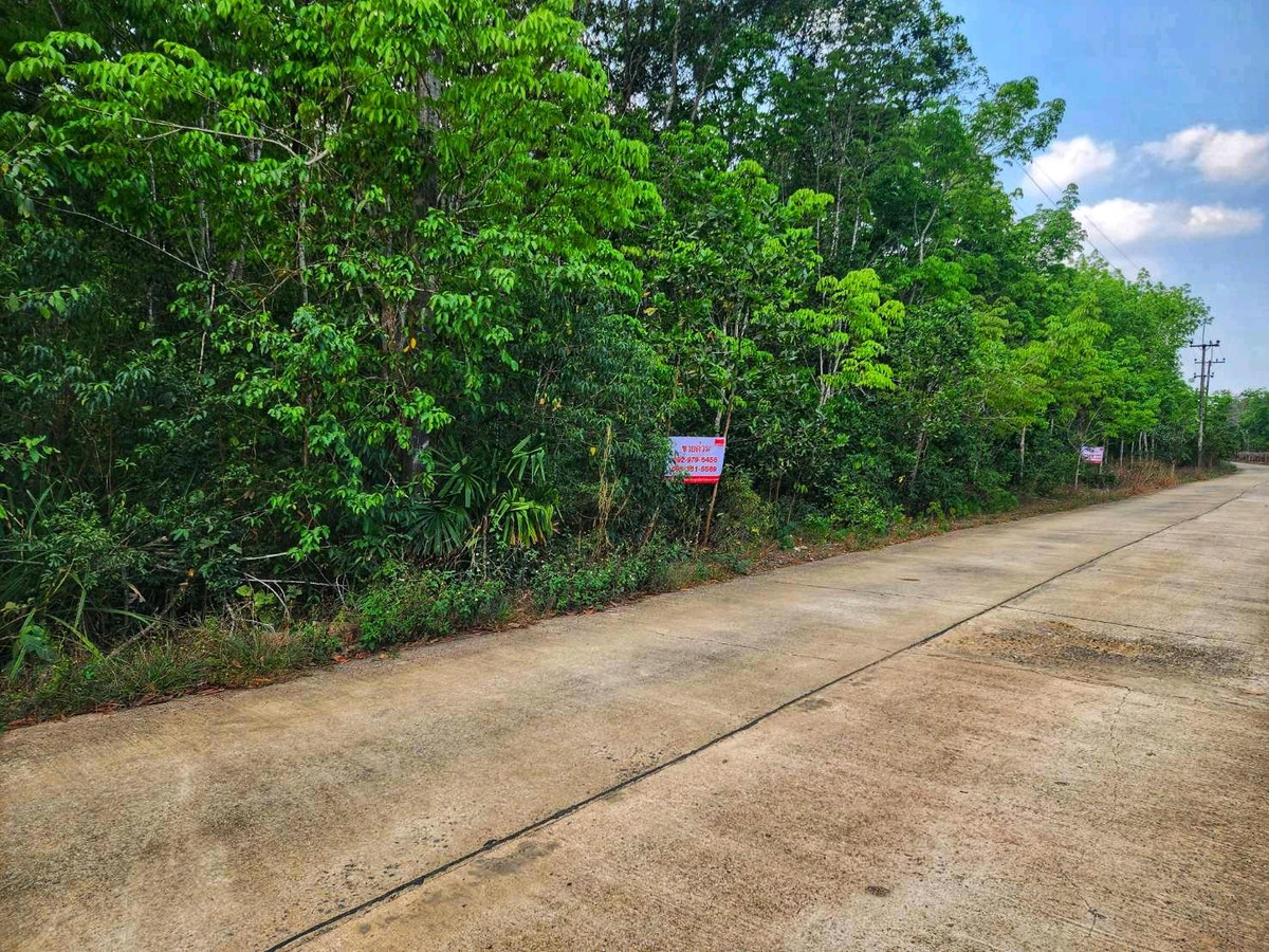 Land for sale with rubber plantation, 19-3-32 rai, Makham District, Chanthaburi, near the main road to Sa Kaeo. Land for sale with rubber plantation, 19-3-32 rai, Makham District, Chanthaburi, near the main road to Sa Kaeo.