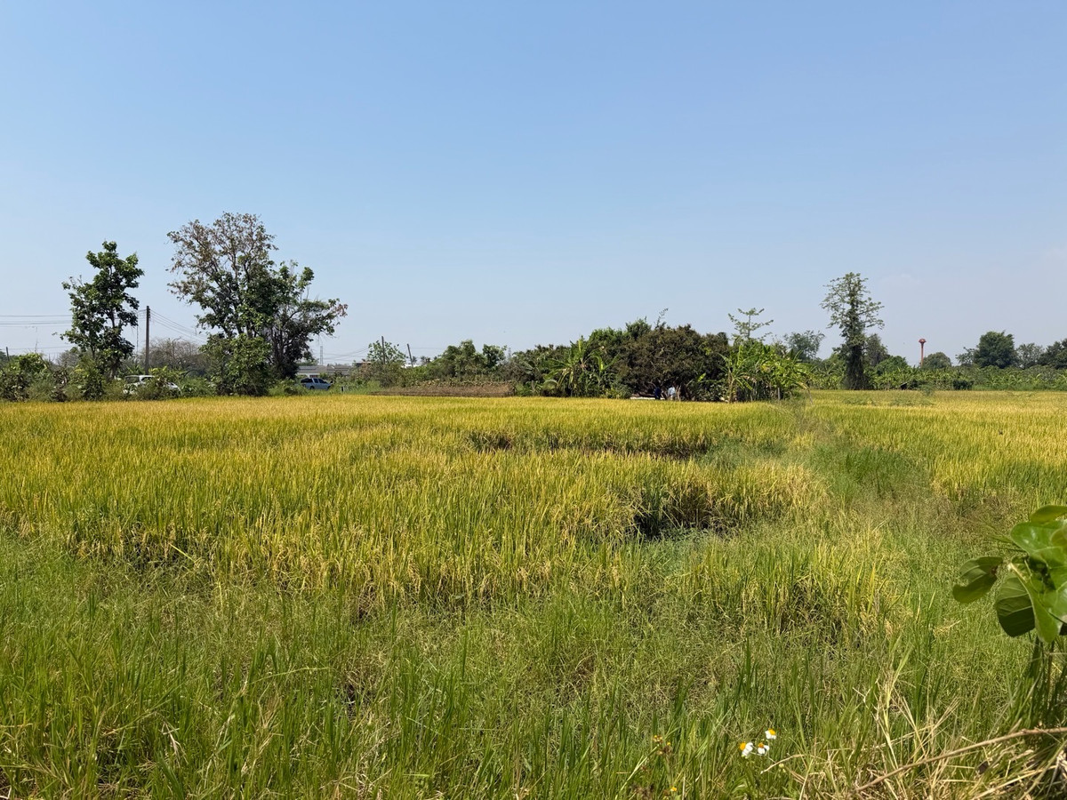 Selling cheap! Land in Chiang Mai Saraphi, over 1 rai, close to 7-11, only 200 meters — good location, affordable price. Selling cheap! Land in Chiang Mai Saraphi, over 1 rai, close to 7-11, only 200 meters — good location, affordable price.