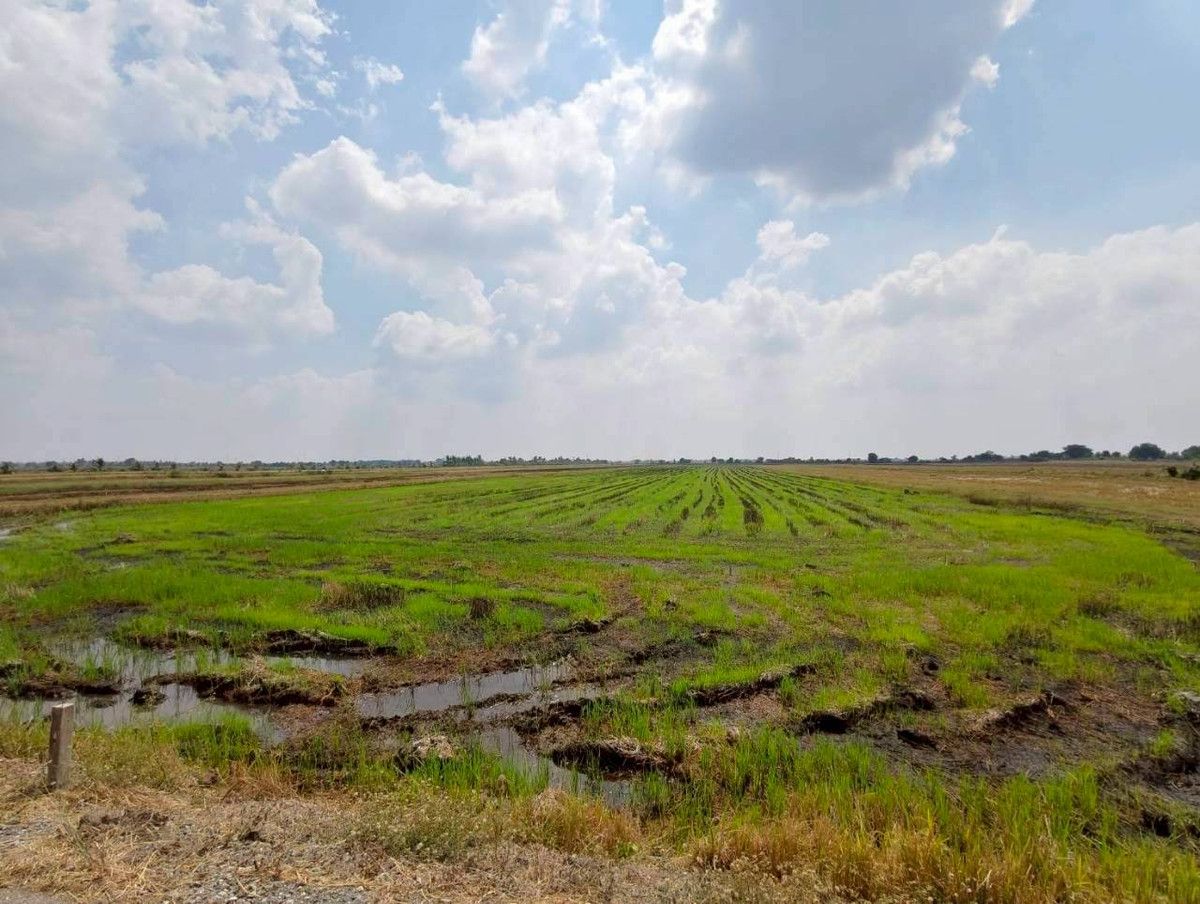 Urgent sale! Bang Nam Priao land, 15 rai, 1 ngan, 34 square wah, next to a public paved road, prime location, cheapest price in this area. – รูปที่ 4